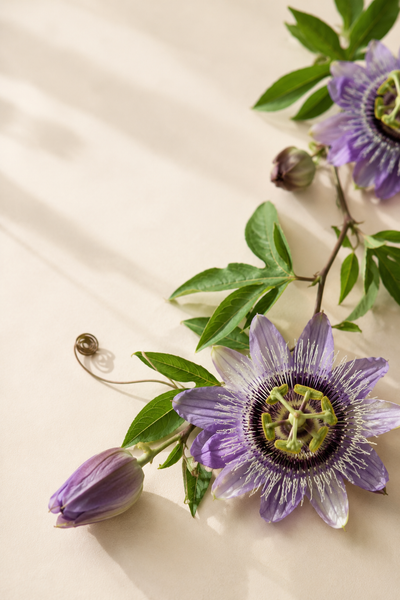 Passionsblume