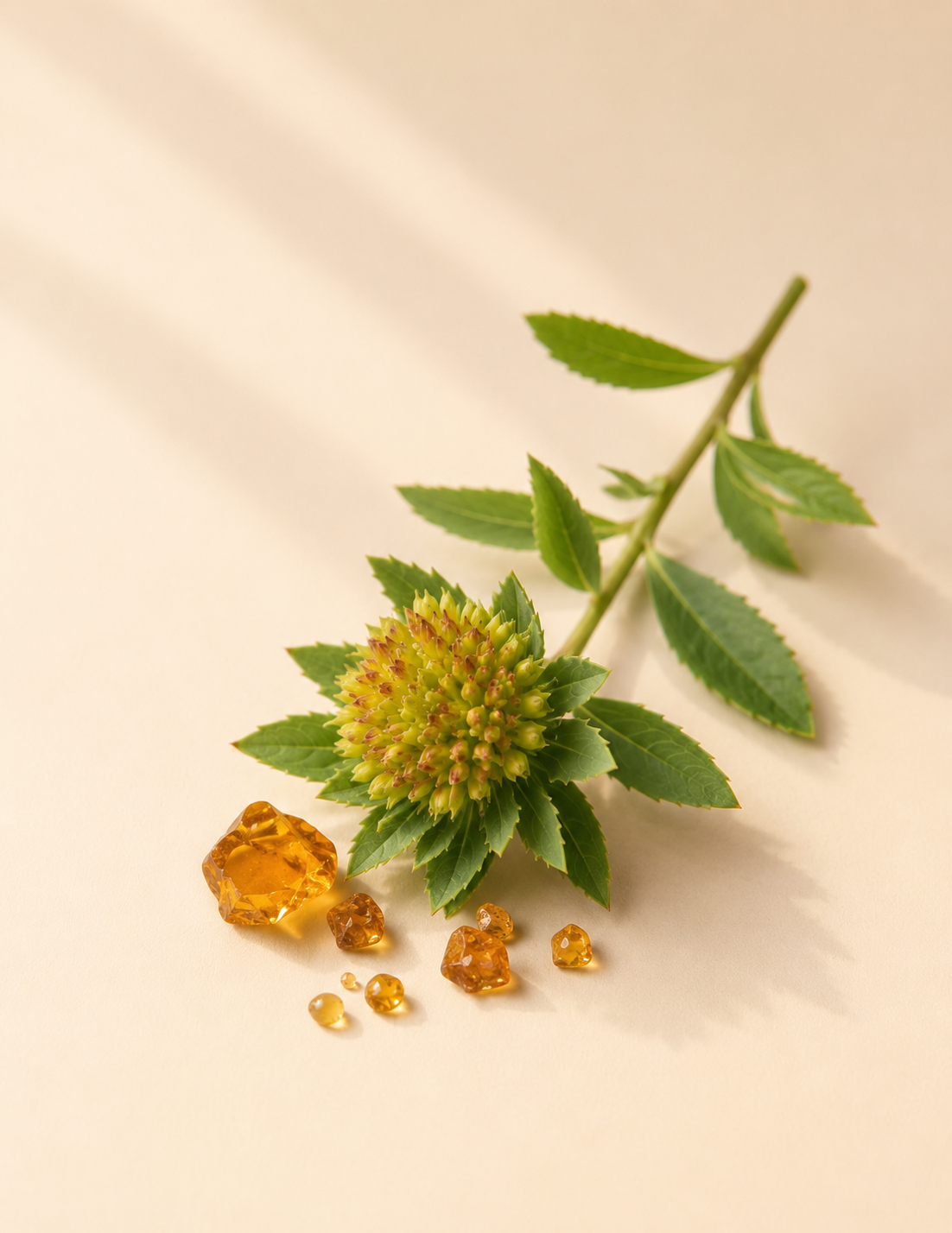 Rhodiola